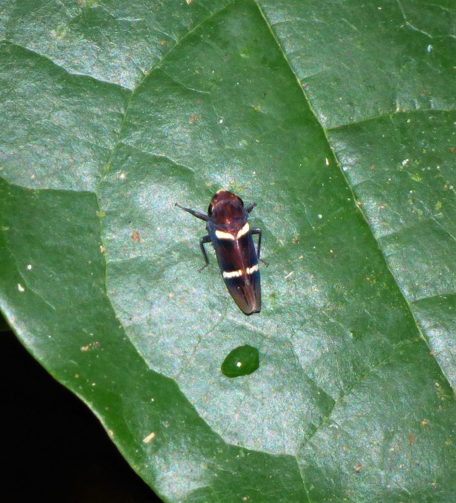 Oragua bifasciata