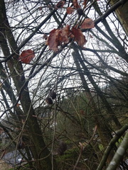 Fagus sylvatica