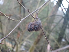 Fagus sylvatica