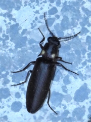 Phanophorus perspicax