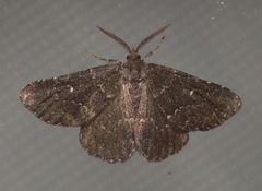 Prosoparia floridana