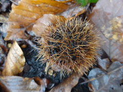 Castanea sativa