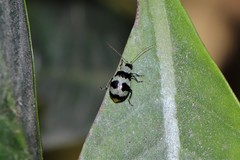 Monolepta cavipennis