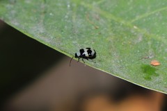 Monolepta cavipennis