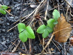 Fragaria vesca