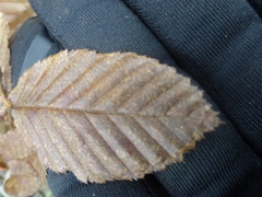 Carpinus betulus
