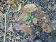 Carpinus betulus