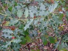 Ilex aquifolium
