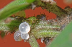 Acizzia jamatonica