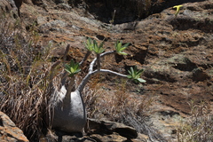 Pachypodium gracilius image