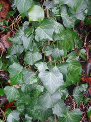 Hedera helix