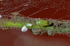 Acizzia jamatonica
