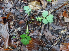 Geum