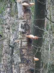 Fomitopsis betulina