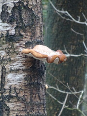Fomitopsis betulina
