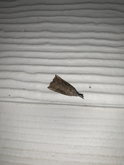 Hypena humuli