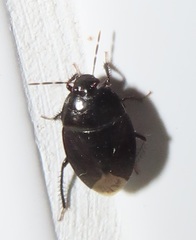 Macroscytus