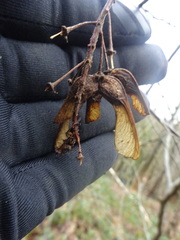 Acer pseudoplatanus