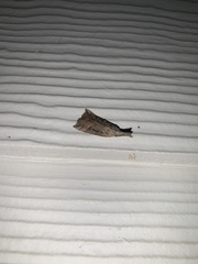 Hypena humuli