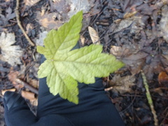 Acer pseudoplatanus