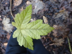 Acer pseudoplatanus