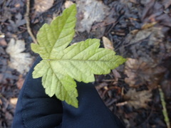 Acer pseudoplatanus