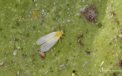 Dialeurodes citri