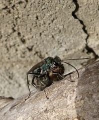 Auplopus architectus