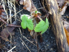 Fragaria vesca