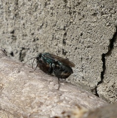 Auplopus architectus