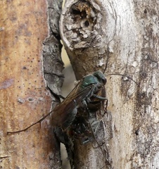 Auplopus architectus