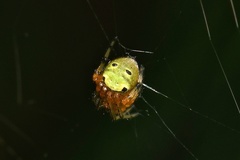 Neoscona rufipalpis