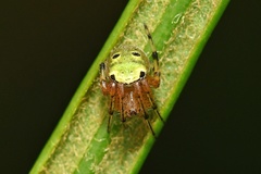 Neoscona rufipalpis
