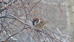 Passer montanus