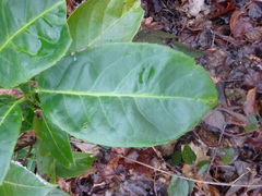Prunus laurocerasus