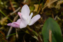 Disa rosea
