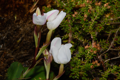 Disa rosea