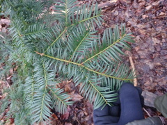 Taxus baccata