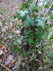 Hedera helix