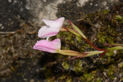 Disa rosea