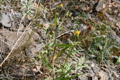 Hieracium pseudarctophilum