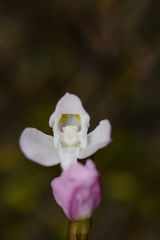 Disa rosea