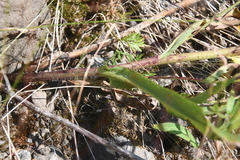 Hieracium pseudarctophilum