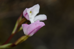 Disa rosea