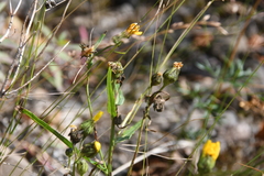 Hieracium pseudarctophilum