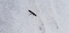 Xiphydriidae