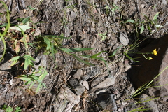 Hieracium pseudarctophilum