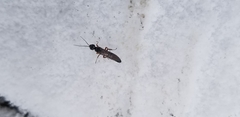 Xiphydriidae