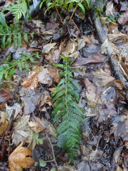Dryopteris filix-mas
