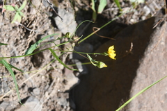 Hieracium pseudarctophilum